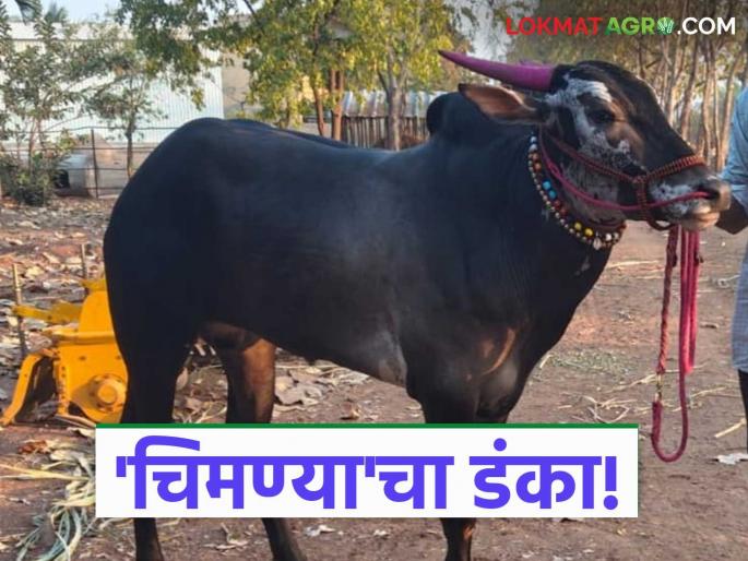 latest news Hind Kesari's bull: A historic development in the bullock cart world of Maharashtra; Read the story of the 'Chimanya' bull in detail | Hind Kesari's bull : महाराष्ट्राच्या बैलगाडा दुनियेत ऐतिहासिक घडामोड; 'चिमण्या' बैलाची कहाणी वाचा सविस्तर latest news Hind Kesari's bull: A historic development in the bullock cart world of Maharashtra; Read the story of the 'Chimanya' bull in detail | Hind Kesari's bull : महाराष्ट्राच्या बैलगाडा दुनियेत ऐतिहासिक घडामोड; 'चिमण्या' बैलाची कहाणी वाचा सविस्तर
