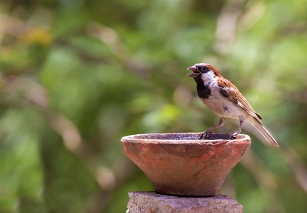 Visit the nest box for animal-breed | पशु-प्राण्यासाठी पाण्याच्या कुंड्या दाण्याचे घरटे भेट Visit the nest box for animal-breed | पशु-प्राण्यासाठी पाण्याच्या कुंड्या दाण्याचे घरटे भेट