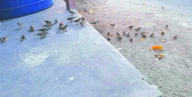 Chimaniwala house in Jaiprakash Bari Wad of Gholavad | घोलवडच्या जयप्रकाश बारी वाड्यातील चिमणीवालं घर Chimaniwala house in Jaiprakash Bari Wad of Gholavad | घोलवडच्या जयप्रकाश बारी वाड्यातील चिमणीवालं घर