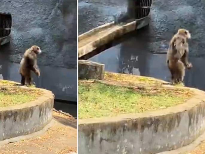 chimpanzee dancing on pushpa song video goes viral on internet | Viral Video: चिंपांझीवरही चढला पुष्पाचा फिव्हर, अल्लु अर्जुनची स्टेप कॉपी करत 'श्रीवल्ली'वर धरला ठेका chimpanzee dancing on pushpa song video goes viral on internet | Viral Video: चिंपांझीवरही चढला पुष्पाचा फिव्हर, अल्लु अर्जुनची स्टेप कॉपी करत 'श्रीवल्ली'वर धरला ठेका