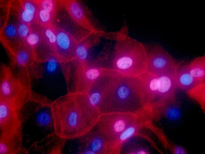 Chinese scientists has found that the spread of cancer from original tumour sites to distant organs can be caused by chemotherapy | केमोथेरपीमुळे कॅन्सर आणखी बळावण्याची भीती?; चिनी संशोधकांचा धक्कादायक दावा Chinese scientists has found that the spread of cancer from original tumour sites to distant organs can be caused by chemotherapy | केमोथेरपीमुळे कॅन्सर आणखी बळावण्याची भीती?; चिनी संशोधकांचा धक्कादायक दावा