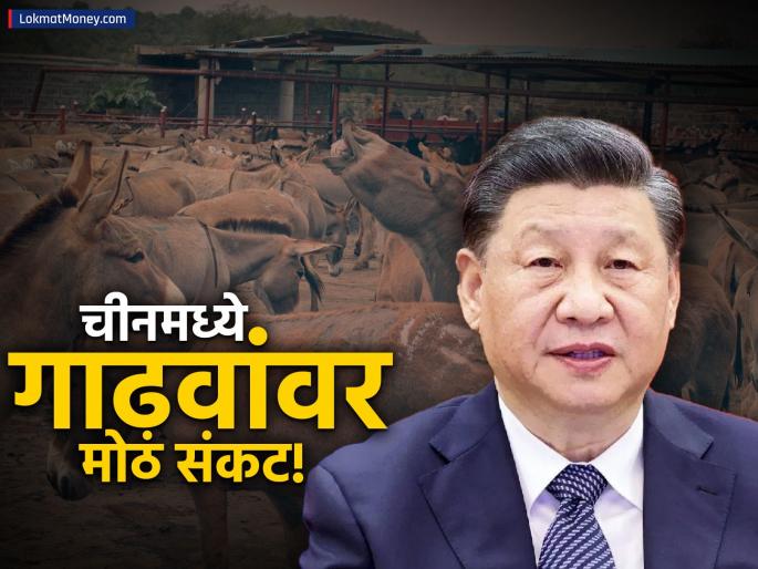 China's Donkey Population Plummets 76% Due to Rising Demand for Ejiao | चीनमध्ये गाढवे का गायब होत आहेत? ५८,००० कोटी रुपयांचा व्यवसाय संकटात? काय आहे प्रकरण?