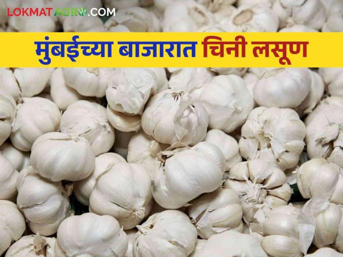 China Lasun : Five containers of Chinese garlic arrival in the Mumbai market committee? How are the market price | China Lasun : मुंबई बाजार समितीमध्ये चिनी लसणाचे पाच कंटेनर दाखल कसा मिळतोय दर China Lasun : Five containers of Chinese garlic arrival in the Mumbai market committee? How are the market price | China Lasun : मुंबई बाजार समितीमध्ये चिनी लसणाचे पाच कंटेनर दाखल कसा मिळतोय दर