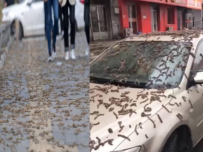 worm rain china bizarre phenomenon leaves internet stunned viral video beijing | धक्कादायक! चीनमध्ये पडतोय किड्यांचा पाऊस, नागरिक छत्री घेऊन बाहेर पडतात, नेमकं कारण काय? worm rain china bizarre phenomenon leaves internet stunned viral video beijing | धक्कादायक! चीनमध्ये पडतोय किड्यांचा पाऊस, नागरिक छत्री घेऊन बाहेर पडतात, नेमकं कारण काय?