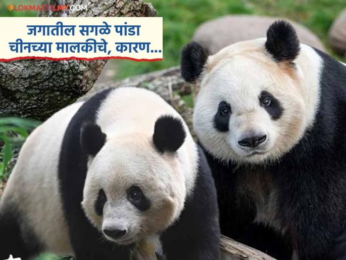China’s Panda Diplomacy: Why Every Panda in the World Belongs to China | जगात कुठे पांडा जन्मला तर चीनचाच असतो मालकी हक्क, पण असं का? पाहा काय आहे कारण... China’s Panda Diplomacy: Why Every Panda in the World Belongs to China | जगात कुठे पांडा जन्मला तर चीनचाच असतो मालकी हक्क, पण असं का? पाहा काय आहे कारण...