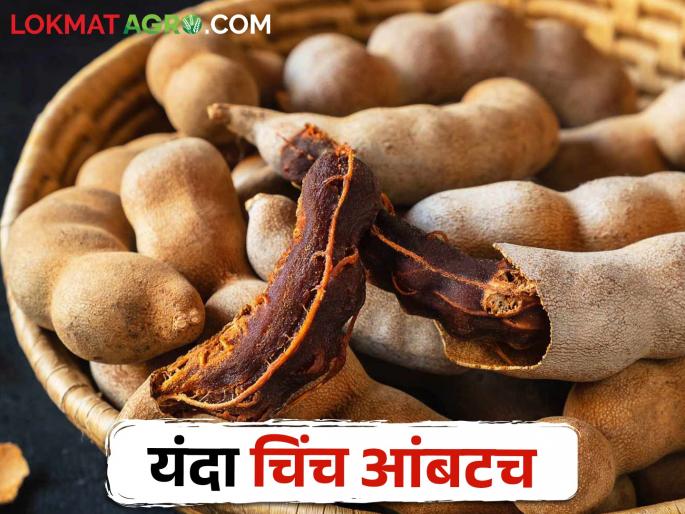 This year tamarind farmers do not get good production because of climate change | चिंच उत्पादक शेतकऱ्यांसाठी यंदा चिंच कशी राहणार This year tamarind farmers do not get good production because of climate change | चिंच उत्पादक शेतकऱ्यांसाठी यंदा चिंच कशी राहणार