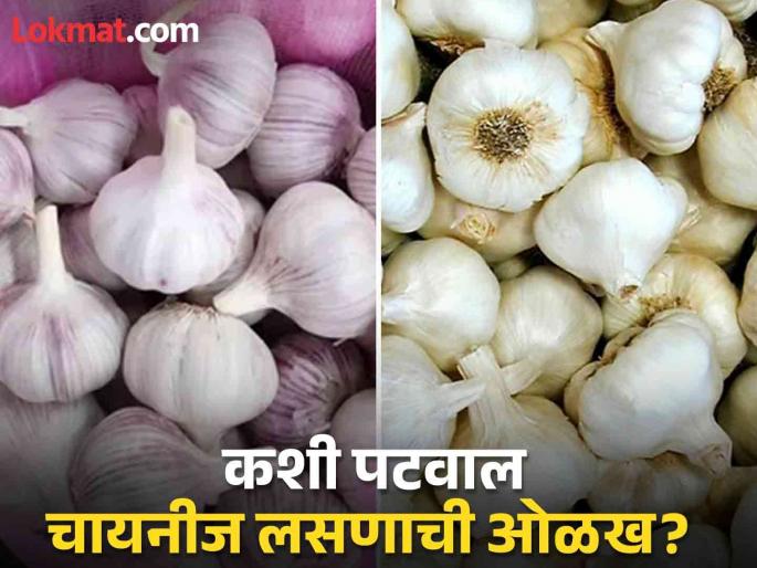 Differentiate between Chinese garlic and desi garlic | कसे ओळखाल लसूण चायनीज आहे? वाचा गावरान आणि चायनीज लसणातील फरक.... Differentiate between Chinese garlic and desi garlic | कसे ओळखाल लसूण चायनीज आहे? वाचा गावरान आणि चायनीज लसणातील फरक....