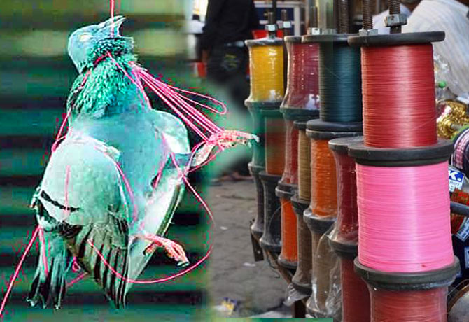 Chinese cats slackened by police; The sale increased the risk to birds as well as humans | चायनीज मांजाला पोलिसांची ढील; विक्रीमुळे माणसासोबतच पक्ष्यांना वाढला धोका Chinese cats slackened by police; The sale increased the risk to birds as well as humans | चायनीज मांजाला पोलिसांची ढील; विक्रीमुळे माणसासोबतच पक्ष्यांना वाढला धोका