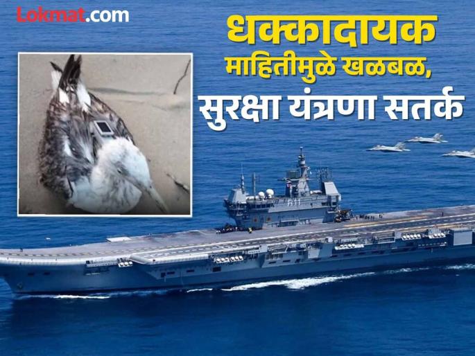 Chinese spy flies to INS Vikrant base, near nuclear power plant, caught in the net | जिथे INS विक्रांतचा तळ, जवळच अणुकेंद्र, तिथे उडत उडत पोहोचला चिनी हेर, असा सापडला जाळ्यात Chinese spy flies to INS Vikrant base, near nuclear power plant, caught in the net | जिथे INS विक्रांतचा तळ, जवळच अणुकेंद्र, तिथे उडत उडत पोहोचला चिनी हेर, असा सापडला जाळ्यात