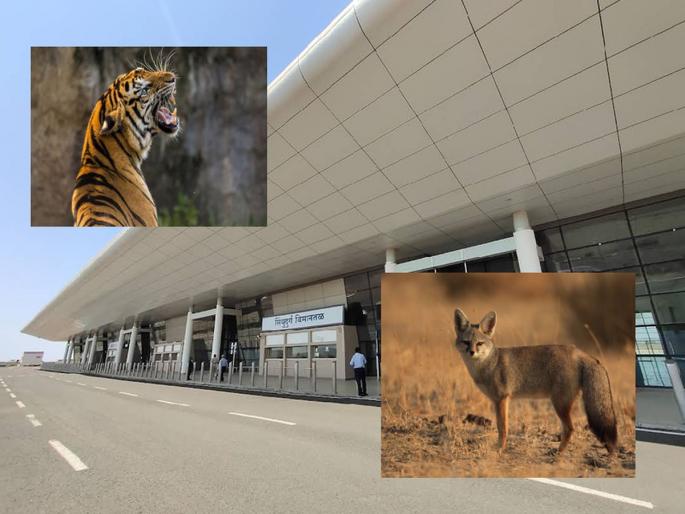 Fear of tigers on speakers to flee foxes, Chippewa airport decision | कोल्ह्यांना पळवण्यासाठी स्पीकरवर वाघाची डरकाळी, चिपी विमानतळाचा निर्णय Fear of tigers on speakers to flee foxes, Chippewa airport decision | कोल्ह्यांना पळवण्यासाठी स्पीकरवर वाघाची डरकाळी, चिपी विमानतळाचा निर्णय
