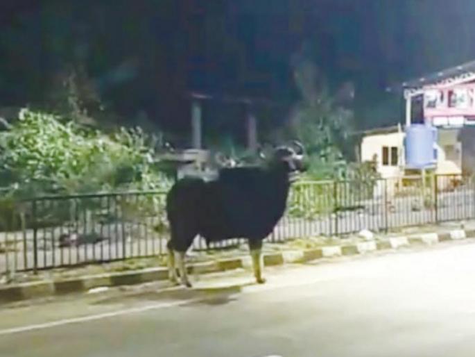 the highway was blocked by Gaur In Chiplun, there was a feeling of fear among the motorists | चिपळुणात गवा रेड्याने रोखला महामार्ग, वाहनचालकांना भरली धडकी the highway was blocked by Gaur In Chiplun, there was a feeling of fear among the motorists | चिपळुणात गवा रेड्याने रोखला महामार्ग, वाहनचालकांना भरली धडकी