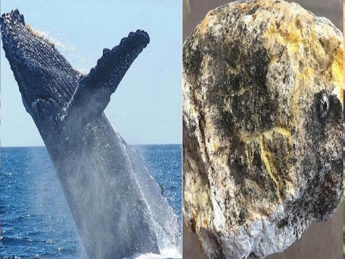 10 kg of whale vomit seized in Chiplun, four people in custody | चिपळुणात व्हेल माशाची १० किलोची उलटी जप्त, चौघेजण ताब्यात; वनविभागाची मोठी कारवाई 10 kg of whale vomit seized in Chiplun, four people in custody | चिपळुणात व्हेल माशाची १० किलोची उलटी जप्त, चौघेजण ताब्यात; वनविभागाची मोठी कारवाई