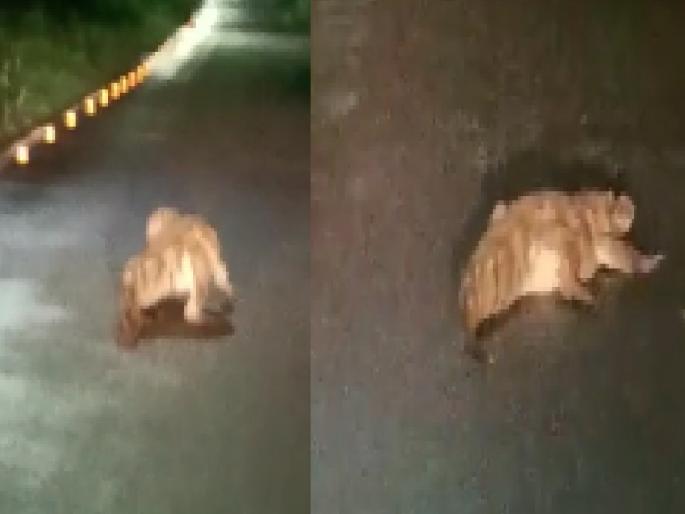 Crocodile free movement on the road in Chiplun | video चिपळुणात मगरीचा रस्त्यावर मुक्तसंचार, व्हिडिओ व्हायरल Crocodile free movement on the road in Chiplun | video चिपळुणात मगरीचा रस्त्यावर मुक्तसंचार, व्हिडिओ व्हायरल