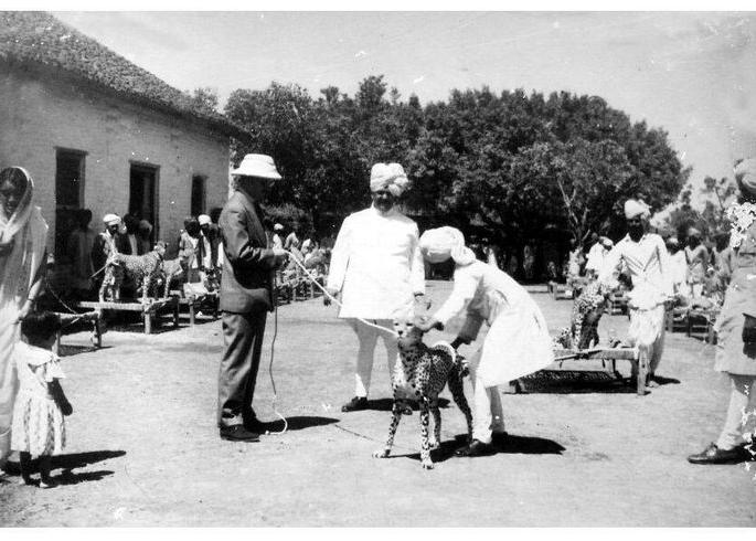 not one not two there were 22 cheetahs in kolhapur | एक, दोन नव्हे तर कोल्हापूरमध्ये होते २२ चित्ते! शाळाच भरायची 