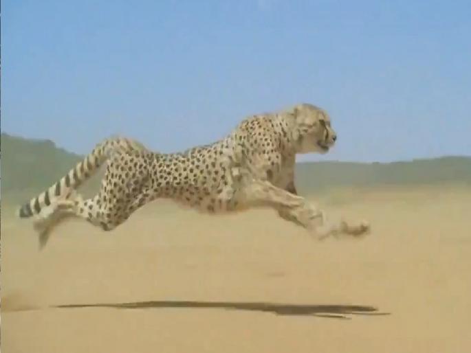 Video: Speed 112 km per hour and jump up to 22 feet, you will be mesmerized by watching slow motion video of cheetah | Video: 22 फूट उडी तर ताशी 112 किमीचा वेग, चित्त्याचा स्लो मोशन व्हिडिओ पाहून मंत्रमुग्ध व्हाल... Video: Speed 112 km per hour and jump up to 22 feet, you will be mesmerized by watching slow motion video of cheetah | Video: 22 फूट उडी तर ताशी 112 किमीचा वेग, चित्त्याचा स्लो मोशन व्हिडिओ पाहून मंत्रमुग्ध व्हाल...