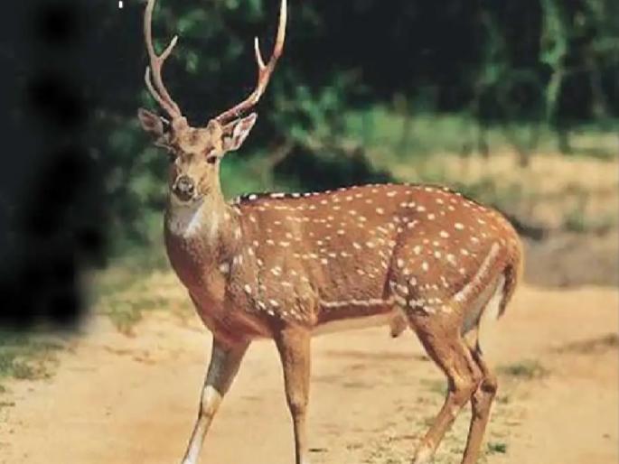 The number of chitals increased in Chandoli Tiger Reserve | गुड न्यूज: चांदोली व्याघ्र प्रकल्पात चितळांची संख्या वाढली, आता प्रतीक्षा वाघांची The number of chitals increased in Chandoli Tiger Reserve | गुड न्यूज: चांदोली व्याघ्र प्रकल्पात चितळांची संख्या वाढली, आता प्रतीक्षा वाघांची