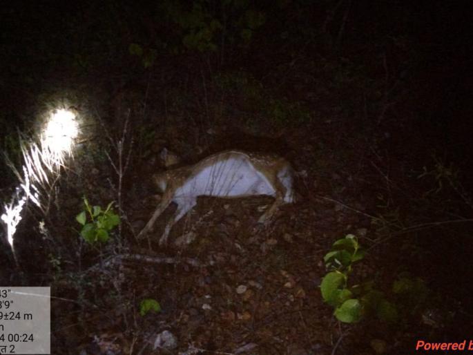 Three Chital killed in train collision | रेल्वेच्या धडकेत तीन चितळ ठार Three Chital killed in train collision | रेल्वेच्या धडकेत तीन चितळ ठार