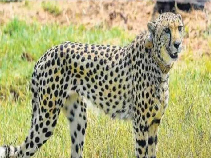 The third cheetah also died in two months, the female cheetah Daksha breathed her last | दोन महिन्यांत तिसऱ्या चित्त्याचाही झाला मृत्यू, मादी चित्ता दक्षने घेतला अखेरचा श्वास The third cheetah also died in two months, the female cheetah Daksha breathed her last | दोन महिन्यांत तिसऱ्या चित्त्याचाही झाला मृत्यू, मादी चित्ता दक्षने घेतला अखेरचा श्वास