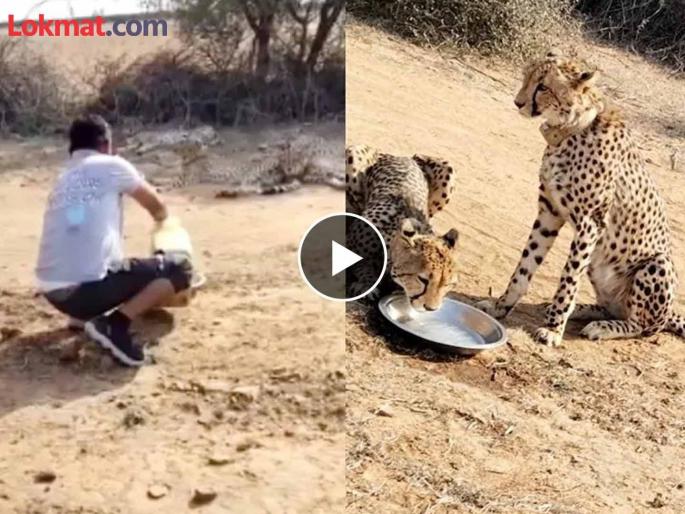 Was the employee who watered the cheetahs fired?; Kuno administration's explanation | Video: चित्त्यांना परातीत पाणी पाजणाऱ्या 'त्या' कर्मचाऱ्याला नोकरीवरून काढून टाकलं? Was the employee who watered the cheetahs fired?; Kuno administration's explanation | Video: चित्त्यांना परातीत पाणी पाजणाऱ्या 'त्या' कर्मचाऱ्याला नोकरीवरून काढून टाकलं?
