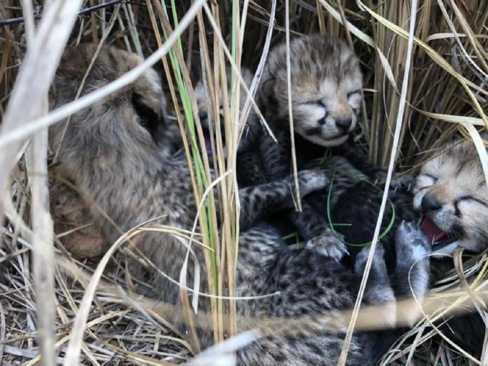 Madhya Pradesh Kuno National Park Video; Cheetah Gives Birth To 4 Cubs | गुड न्यूज! पन्नास वर्षांनंतर भारतात चित्त्याचा जन्म; PM मोदींनी शेअर केला व्हिडिओ... Madhya Pradesh Kuno National Park Video; Cheetah Gives Birth To 4 Cubs | गुड न्यूज! पन्नास वर्षांनंतर भारतात चित्त्याचा जन्म; PM मोदींनी शेअर केला व्हिडिओ...
