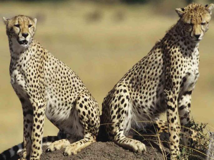 Another bad news from Kuno National Park, cheetah drowned So far 13 cheetahs have died | कुनो राष्ट्रीय उद्यानातून आणखी एक वाईट बातमी, चित्ता पाण्यात बुडाला; आतापर्यंत १३ चित्त्यांचा झाला मृत्यू Another bad news from Kuno National Park, cheetah drowned So far 13 cheetahs have died | कुनो राष्ट्रीय उद्यानातून आणखी एक वाईट बातमी, चित्ता पाण्यात बुडाला; आतापर्यंत १३ चित्त्यांचा झाला मृत्यू