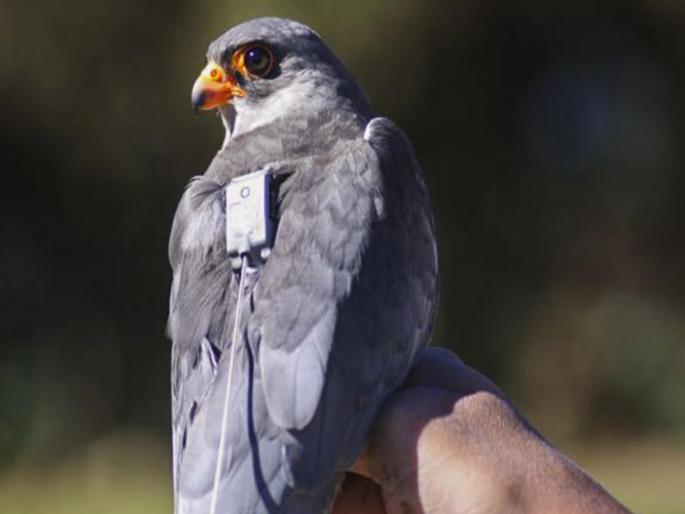 Chiuluan 2 reaches its destination! The longest-traveling migratory bird | चिउलुआन पोहोचला मुक्कामी! सर्वात लांब प्रवास करणारा स्थलांतरित पक्षी  Chiuluan 2 reaches its destination! The longest-traveling migratory bird | चिउलुआन पोहोचला मुक्कामी! सर्वात लांब प्रवास करणारा स्थलांतरित पक्षी