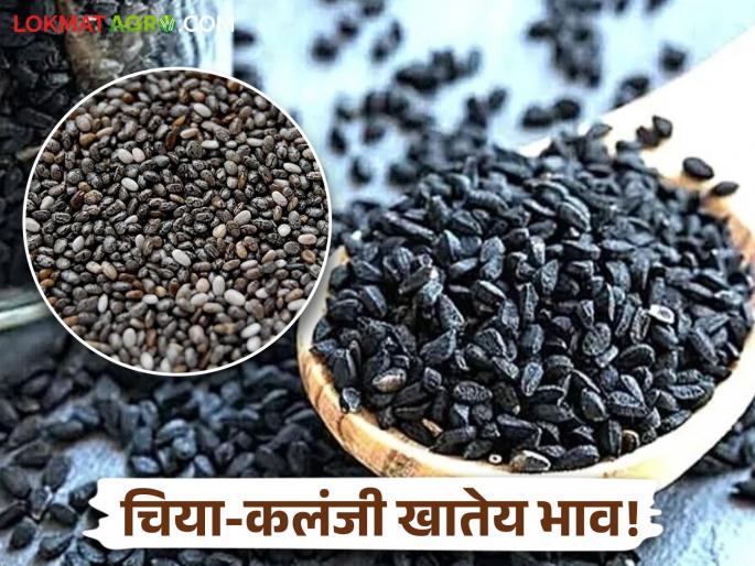 latest news Chia Kalonji Market Update: Innovative crops are preferred; Chia continues to boom, Kalonji prices also rise! | Chia Kalonji Market Update : नाविन्यपूर्ण पिकांना पसंती; चियाची तेजी कायम, कलंजीही भावात!