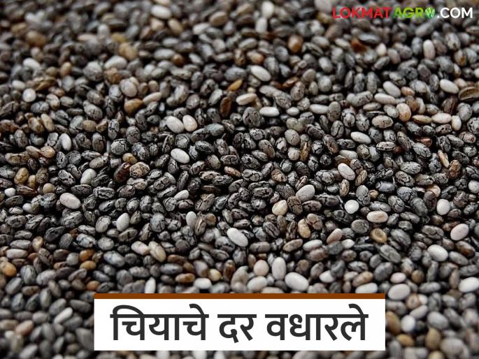latest news Chia Seed Market: Chia prices surge in Washim market; Price per quintal is as follows, read in detail | Chia Seed Market : वाशिम बाजारात चिया भावात उसळी; प्रती क्विंटल असा मिळाला दर वाचा सविस्तर latest news Chia Seed Market: Chia prices surge in Washim market; Price per quintal is as follows, read in detail | Chia Seed Market : वाशिम बाजारात चिया भावात उसळी; प्रती क्विंटल असा मिळाला दर वाचा सविस्तर