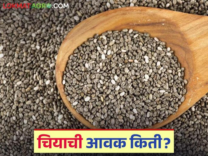 Chia Market: 2200 quintals of chia arrived in Washim market; Read in detail how the price is being obtained | Chia Market : वाशिमच्या बाजारात चियाची २२०० क्विंटल आवक; कसा मिळतोय दर ते वाचा सविस्तर Chia Market: 2200 quintals of chia arrived in Washim market; Read in detail how the price is being obtained | Chia Market : वाशिमच्या बाजारात चियाची २२०० क्विंटल आवक; कसा मिळतोय दर ते वाचा सविस्तर