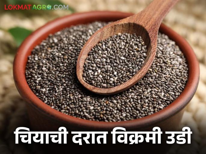 latest news Chia Market: Record jump in chia prices; Farmers are getting guaranteed profits Read in detail | Chia Market : चियाच्या दरात विक्रमी झेप; शेतकऱ्यांना मिळतोय हमखास नफा वाचा सविस्तर