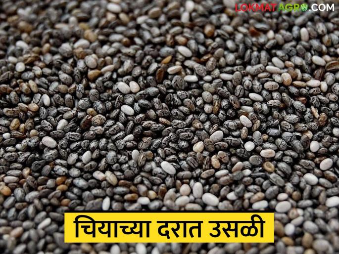 latest news Chia Seed Market: Demand increased, arrivals decreased; Chia received a record price | Chia Seed Market : मागणी वाढली, आवक कमी; चियाला मिळाला विक्रमी भाव वाचा सविस्तर