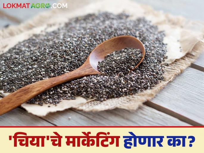 Chia Cultivation: When will chia get its rightful market? Read in detail | Chia Cultivation : 'चिया'ला हक्काची बाजारपेठ मिळणार तरी कधी? वाचा सविस्तर Chia Cultivation: When will chia get its rightful market? Read in detail | Chia Cultivation : 'चिया'ला हक्काची बाजारपेठ मिळणार तरी कधी? वाचा सविस्तर