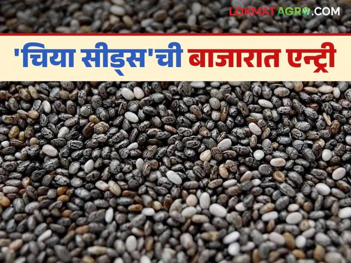 Chia Seeds: 'Chia Seeds' entered the market; Read the price in detail. | Chia Seeds: 'चिया सीड्स'ची बाजारात एन्ट्री; प्रारंभी काय मिळाला दर वाचा सविस्तर Chia Seeds: 'Chia Seeds' entered the market; Read the price in detail. | Chia Seeds: 'चिया सीड्स'ची बाजारात एन्ट्री; प्रारंभी काय मिळाला दर वाचा सविस्तर