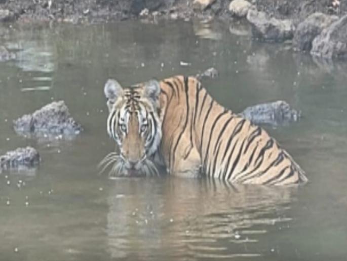 Striped tiger spotted on the waterside in Choukul Sindhudurg | Sindhudurg: चौकुळमध्ये पाणवठ्यावर पट्टेरी वाघाचे दर्शन- video Striped tiger spotted on the waterside in Choukul Sindhudurg | Sindhudurg: चौकुळमध्ये पाणवठ्यावर पट्टेरी वाघाचे दर्शन- video