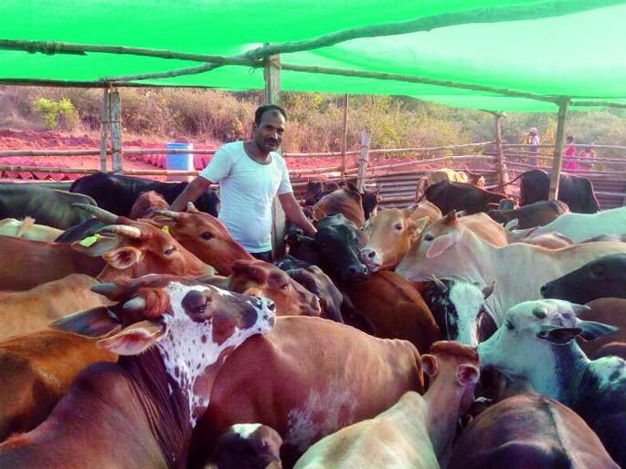 Ratnagiri: Gaushala-sanctioned funds have been demanding to provide funds before the monsoon. | रत्नागिरी : गोशाळांचा मंजूर निधी अडकला लालफितीत, पावसाळ्यापूर्वी निधी उपलब्ध करून देण्याची मागणी Ratnagiri: Gaushala-sanctioned funds have been demanding to provide funds before the monsoon. | रत्नागिरी : गोशाळांचा मंजूर निधी अडकला लालफितीत, पावसाळ्यापूर्वी निधी उपलब्ध करून देण्याची मागणी