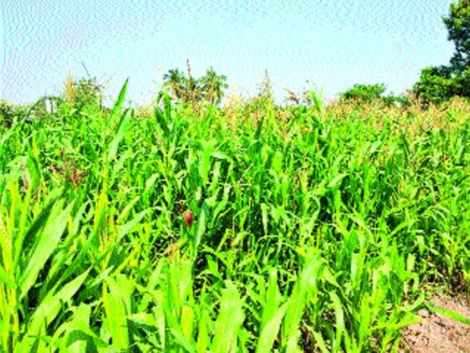 Farmers' tendency to take charak | चारापिके घेण्याकडे शेतकऱ्यांचा कल Farmers' tendency to take charak | चारापिके घेण्याकडे शेतकऱ्यांचा कल