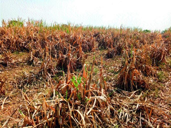 Extreme reduction in water level | पाण्याच्या पातळीत कमालीची घट Extreme reduction in water level | पाण्याच्या पातळीत कमालीची घट