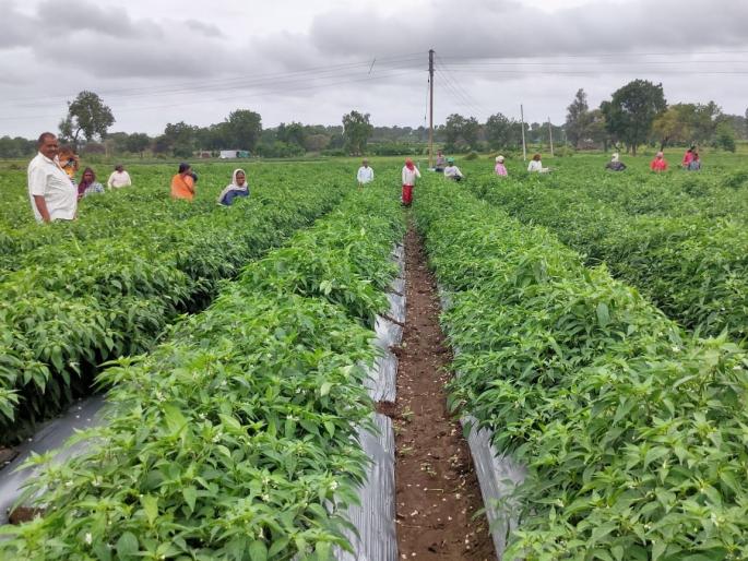 'Sweetness' of hot chilly, farmers record break 55 lakhs income from 11 acres of chilly crop | 'तिखट मिरचीचा 'गोडवा', शेतकऱ्याचा नाद खुळा'; ११ एकर मिरचीतून घेतले ५५ लाखांचे उत्पन्न 'Sweetness' of hot chilly, farmers record break 55 lakhs income from 11 acres of chilly crop | 'तिखट मिरचीचा 'गोडवा', शेतकऱ्याचा नाद खुळा'; ११ एकर मिरचीतून घेतले ५५ लाखांचे उत्पन्न