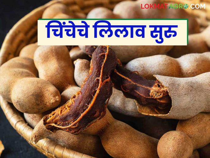 Chinch Bajar Bhav : Tamrind auction start at famous Supe Market Committee; How is the price being obtained? | Chinch Bajar Bhav : चिंचेसाठी प्रसिद्ध असणाऱ्या सुपे बाजार समितीत चिंच लिलावाला सुरवात; कसा मिळतोय दर?