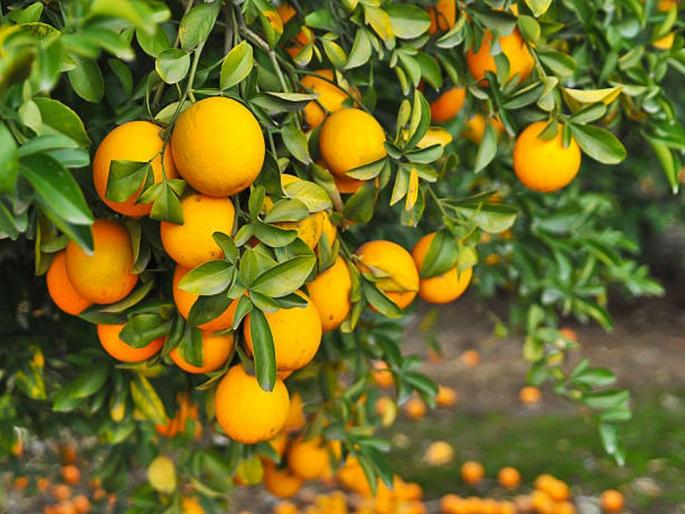 Vidarbha Wants 11 New 'Citrus Estates'; Production of oranges and mesambi in 15 talukas of six districts | विदर्भात हव्या ११ नवीन ‘सिट्रस इस्टेट’; सहा जिल्ह्यांमधील १५ तालुक्यांमध्ये संत्रा व माेसंबीचे उत्पादन Vidarbha Wants 11 New 'Citrus Estates'; Production of oranges and mesambi in 15 talukas of six districts | विदर्भात हव्या ११ नवीन ‘सिट्रस इस्टेट’; सहा जिल्ह्यांमधील १५ तालुक्यांमध्ये संत्रा व माेसंबीचे उत्पादन