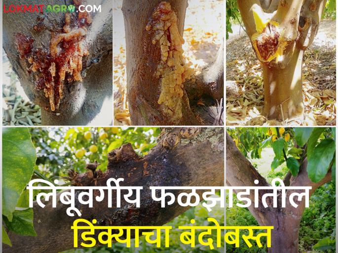 Gumosis Disease Management in Citrus Fruit Crops | लिंबूवर्गीय फळ पिकामधील डिंक्या रोग व्यवस्थापन Gumosis Disease Management in Citrus Fruit Crops | लिंबूवर्गीय फळ पिकामधील डिंक्या रोग व्यवस्थापन