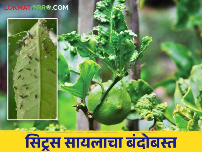 Control of disease vector Citrus psylla pest on citrus fruit crops | लिंबूवर्गीय फळपिकांवरील रोग प्रसारक सिट्रस सायला किडीचे असे करा नियंत्रण Control of disease vector Citrus psylla pest on citrus fruit crops | लिंबूवर्गीय फळपिकांवरील रोग प्रसारक सिट्रस सायला किडीचे असे करा नियंत्रण