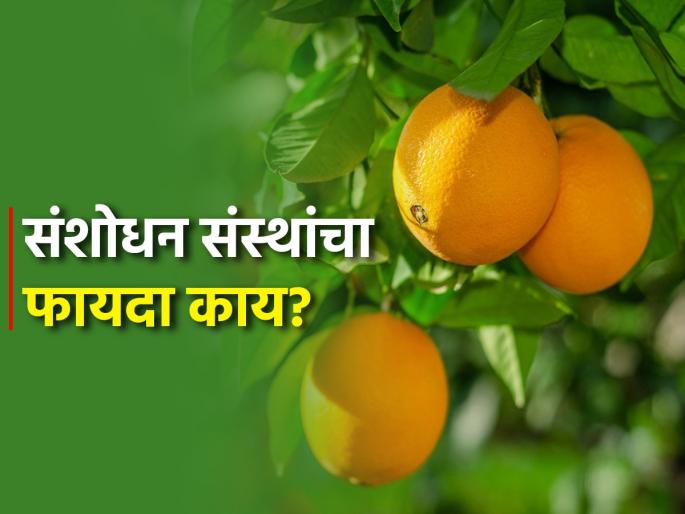 Provide two crore seedlings of citrus fruits | लिंबूवर्गीय फळांची दोन कोटी कलमे उपलब्ध करा Provide two crore seedlings of citrus fruits | लिंबूवर्गीय फळांची दोन कोटी कलमे उपलब्ध करा