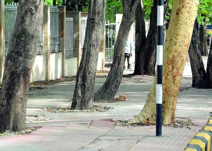 The survival of trees in the civil line of Nagpur is in danger | नागपूरच्या सिव्हील लाईनमधील झाडांचे अस्तित्व धोक्यात The survival of trees in the civil line of Nagpur is in danger | नागपूरच्या सिव्हील लाईनमधील झाडांचे अस्तित्व धोक्यात