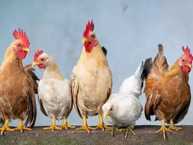 No Apocalyptic virus exists, explains Animal Husbandry, government clarify | ‘ॲपोकॅलिप्टीक’ नावाचा कोणताही व्हायरस अस्तित्वात नाही, पशुसंवर्धन विभागाचं स्पष्टीकरण No Apocalyptic virus exists, explains Animal Husbandry, government clarify | ‘ॲपोकॅलिप्टीक’ नावाचा कोणताही व्हायरस अस्तित्वात नाही, पशुसंवर्धन विभागाचं स्पष्टीकरण