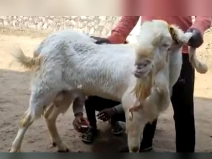 Male Goat Milk madhya pradesh four male goat gives milk the price is up to 4 lakh rupees | Male Goat Milk: येथे बकऱ्यांप्रमाणेच बोकडही देतात दूध, 4 लाख रुपयांपर्यंत आहे किंमत Male Goat Milk madhya pradesh four male goat gives milk the price is up to 4 lakh rupees | Male Goat Milk: येथे बकऱ्यांप्रमाणेच बोकडही देतात दूध, 4 लाख रुपयांपर्यंत आहे किंमत