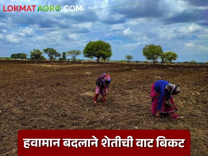 There has been a significant increase in the number of farmers with less than two hectares of land in the country; This is a big challenge for agriculture | देशात दोन हेक्टरपेक्षा कमी जमीन असणाऱ्या शेतकऱ्यांच्या संख्येत मोठी वाढ; शेतीपुढे 'हे' मोठं आव्हान