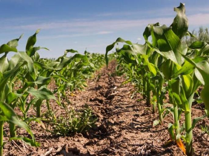 Climate change impacts agriculture, economy! | हवामान बदलाचा परिणाम शेती, अर्थकारणावर! Climate change impacts agriculture, economy! | हवामान बदलाचा परिणाम शेती, अर्थकारणावर!