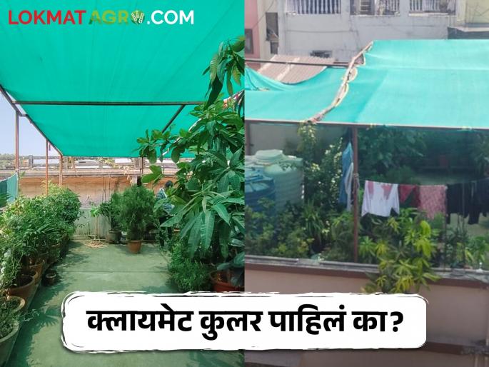 Latest News Setting up garden on roof of house reduces temperature by 15 degrees in nagpur | Climate Cooler : छतावर गार्डन उभारलं, घराचं तापमान 15 डिग्रीपर्यंत कमी झालं! वाचा सविस्तर  Latest News Setting up garden on roof of house reduces temperature by 15 degrees in nagpur | Climate Cooler : छतावर गार्डन उभारलं, घराचं तापमान 15 डिग्रीपर्यंत कमी झालं! वाचा सविस्तर