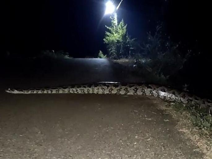 The viral video of the giant python sparked the discussion in kasara | महाकाय अजगराच्या व्हायरल व्हिडिओमुळे चर्चेला उधाण अन् मग... The viral video of the giant python sparked the discussion in kasara | महाकाय अजगराच्या व्हायरल व्हिडिओमुळे चर्चेला उधाण अन् मग...